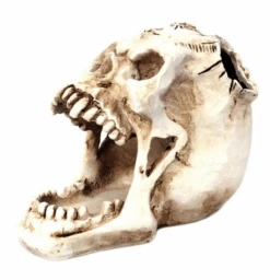 Regin Resin Skull Holder 13 Regin Resin Skull Holder -Gothic Clothing Store Screen Shot 2019 07 31 at 4.44.41 PM