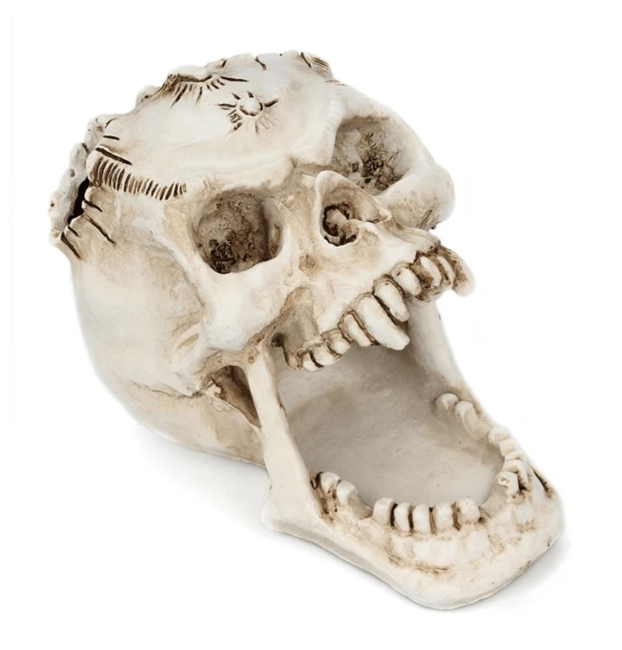 Regin Resin Skull Holder 5 Regin Resin Skull Holder - Image 5