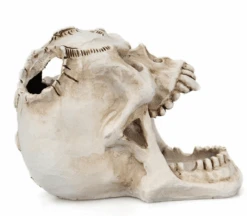 Regin Resin Skull Holder 14 Regin Resin Skull Holder -Gothic Clothing Store Screen Shot 2019 07 31 at 4.45.24 PM