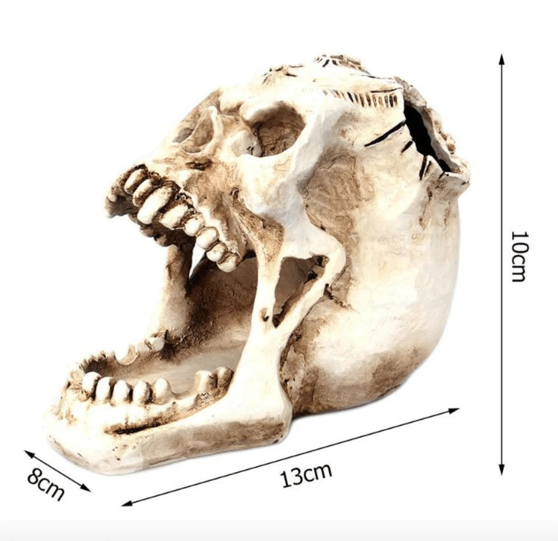Regin Resin Skull Holder 8 Regin Resin Skull Holder - Image 8